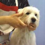 westie, dog grooming,