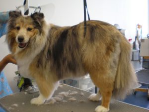 dog grooming, shelty