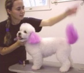color2-e1603033095484 pet colouring, Richmond Hill dog groomer,