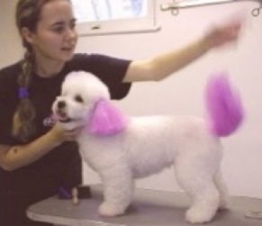 pet colouring, Richmond Hill dog groomer,