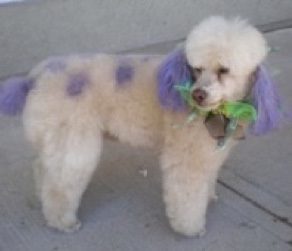 color3-e1603057133558 dog colouring, Toni