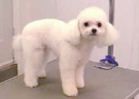 dog grooming, pet grooming studio,