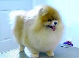 Pomeranian, dog grooming studio,