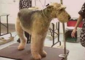 Terrier grooming, pet salon, dog grooming,