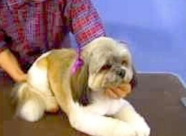 Richmond Hill, Shih Tzu, grooming,