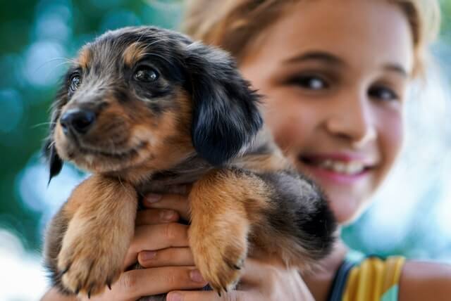 puppy grooming, pet grooming studio