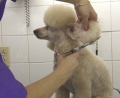 Pet grooming studio, poodle grooming,