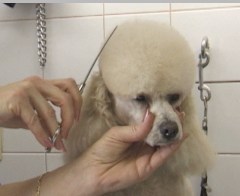 pet grooming studio, poodle, the pet grooming studio reviews