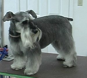 Schnauzer , grooming dogs,