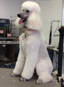 Standard poodle, dog grooming, pet salon,