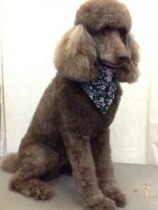 poodle grooming, pet grooming studio