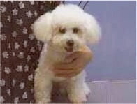 Bichon, dog grooming,