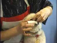 dog teeth brushing