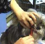 pet grooming studio, dog teeth brushing,