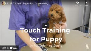 Touch Training, Puppies,