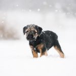 winter, dog grooming