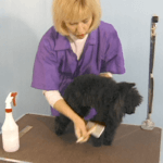 train your dog, brushing