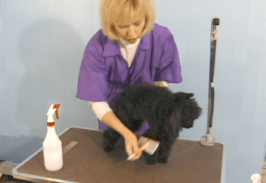 train your dog, brushing