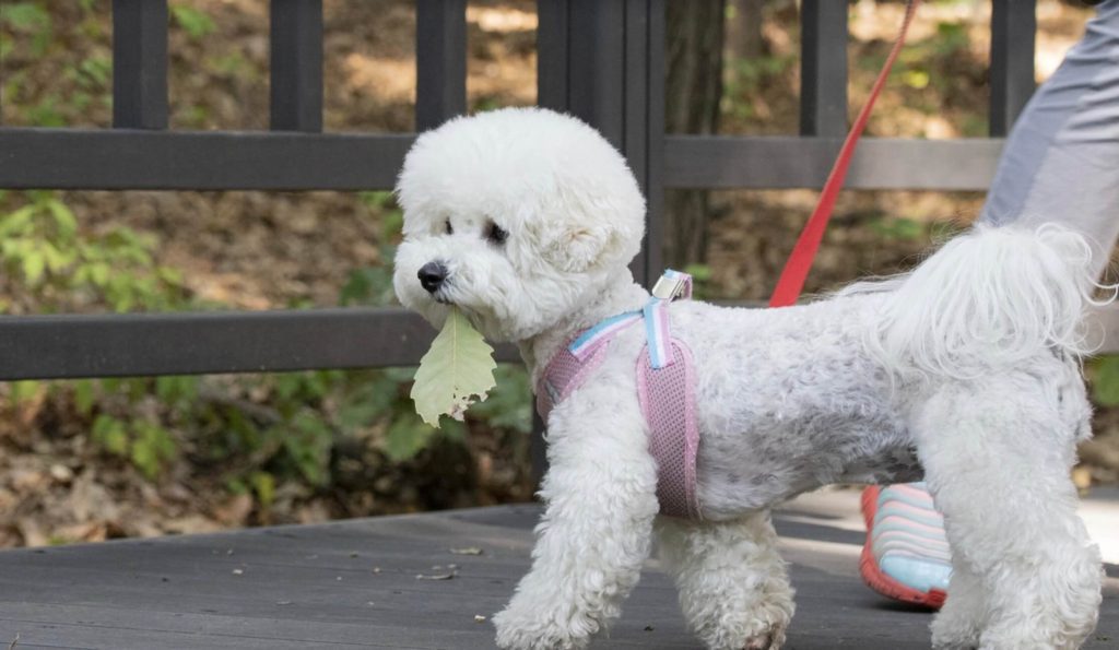 dog, exercise routine