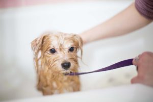 dog bathing