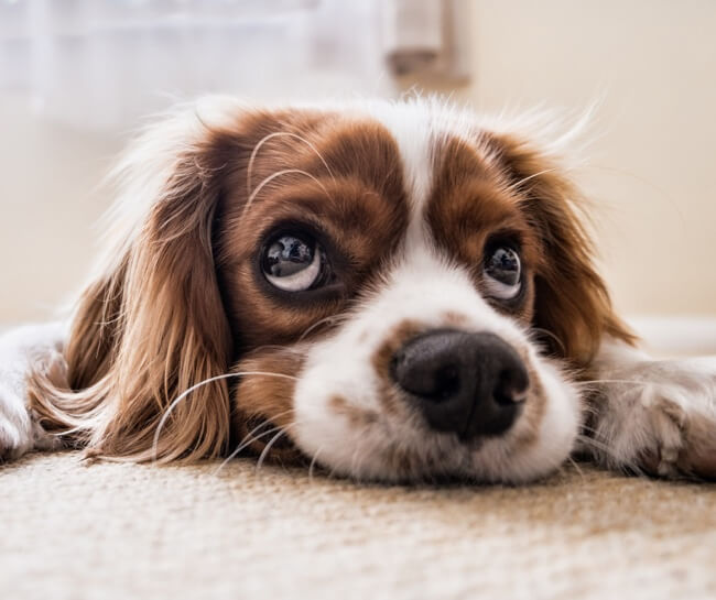 222 dog depression-2
