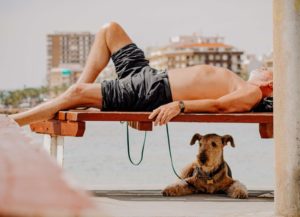 how to keep pets safe in hot weather