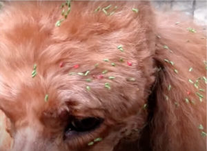 Removing Burrs from Dogs