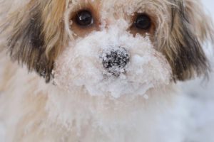 Winter Pet Care Tips-2