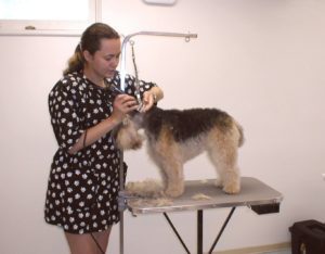 dog grooming course