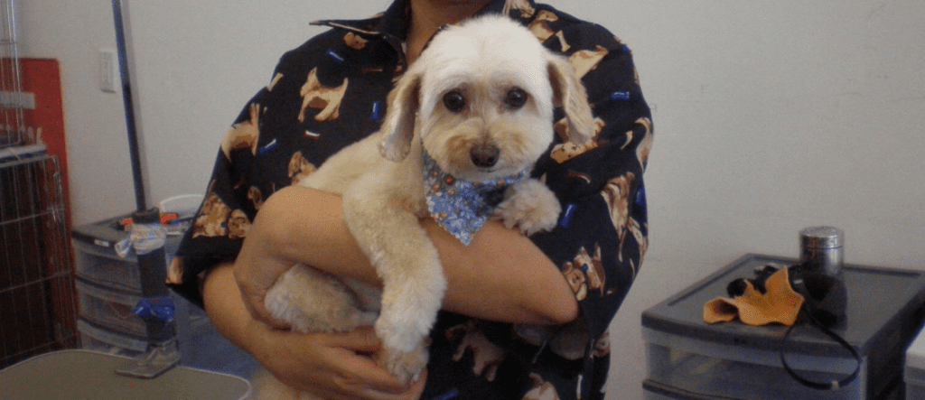 pet grooming studio-3