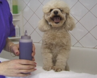 Poodle grooming-7