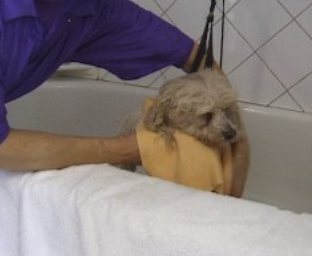Poodle grooming-6
