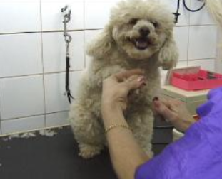 Poodle grooming-4