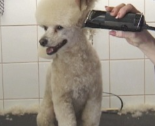 Poodle grooming-3