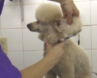 Poodle grooming-2
