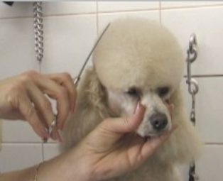 Poodle grooming-1