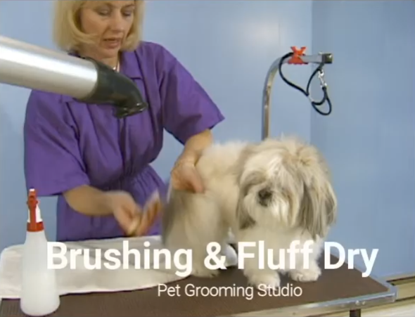 drying and brushing a dog