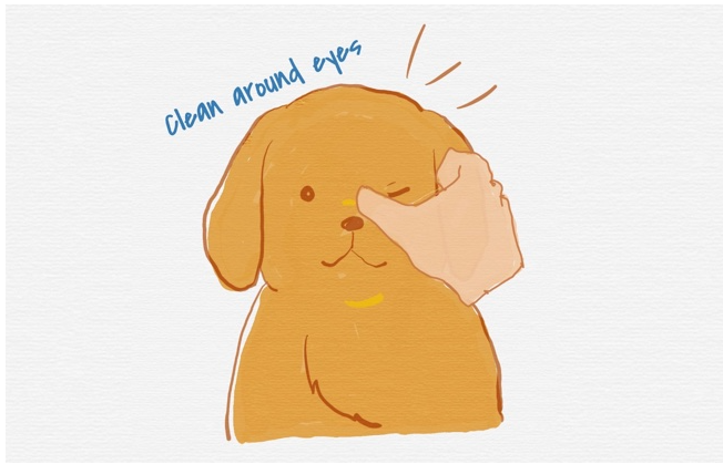 pet eye care