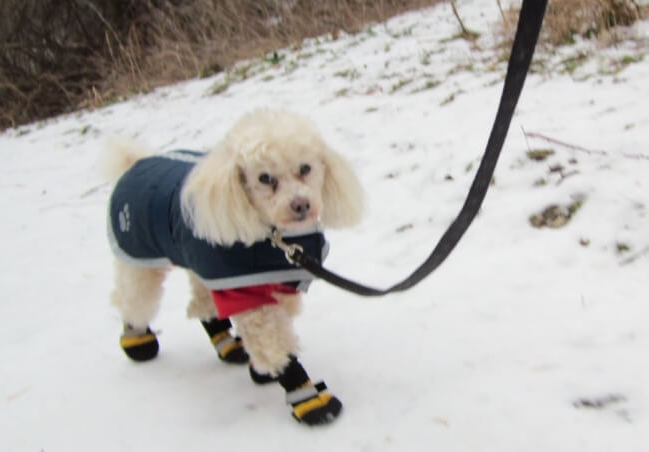winter care for a dog
