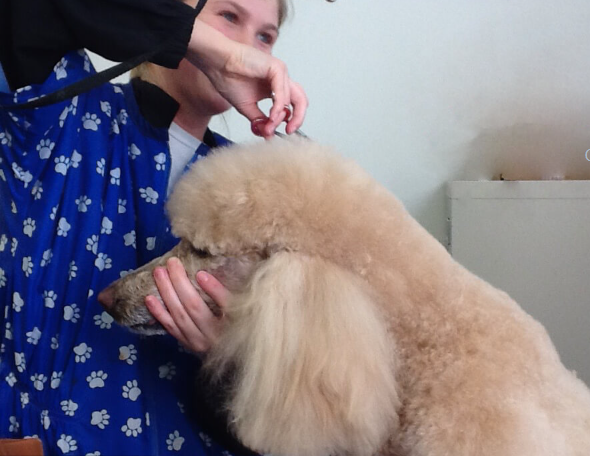 poodle grooming