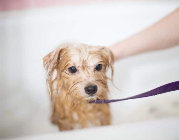 bathing a dog