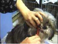 dog teeth brushing
