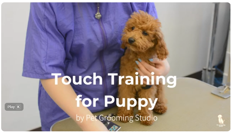 touch training for puppy
