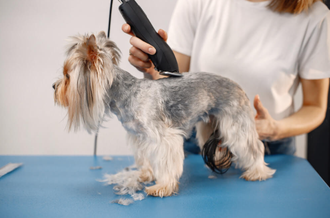 clipping and grooming a dog