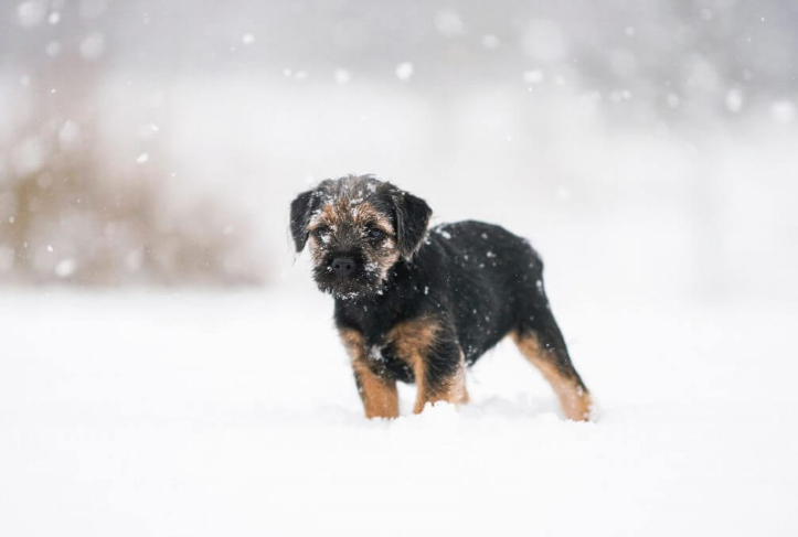 dogs care for winter