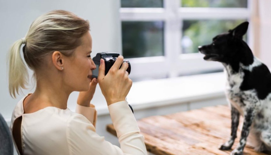 take f photo of dogs