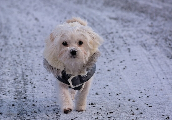 dog in winter