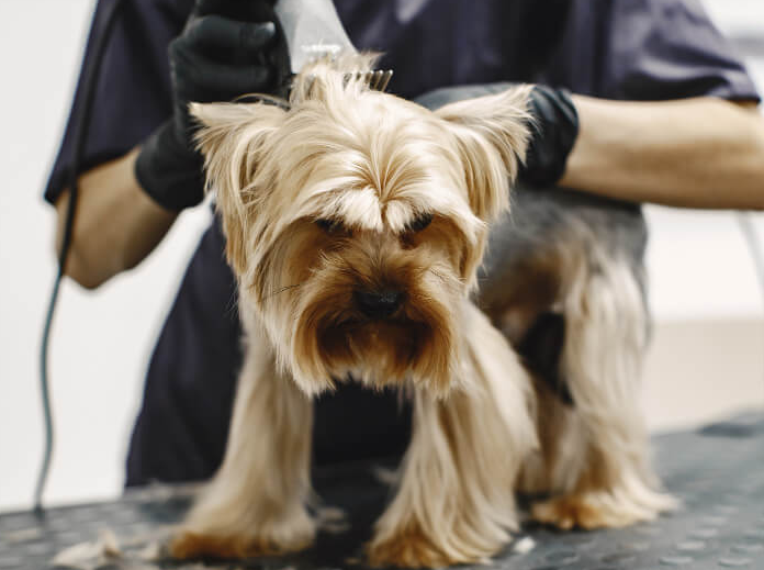 dog grooming