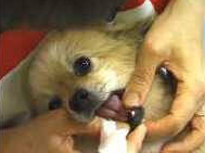 dog teeth brushing