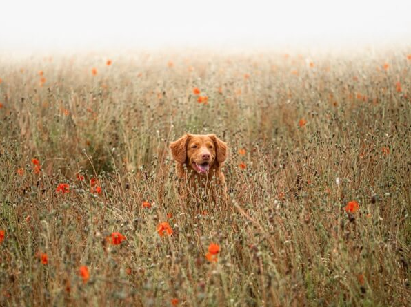 remove burrs and sticky seeds